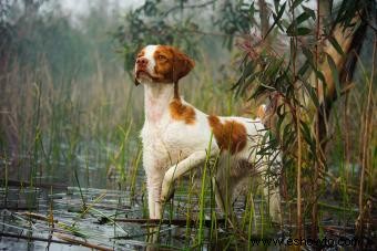 Conozca al Bretón Spaniel:un perro deportivo favorito