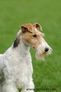 Conoce al entretenido Fox Terrier de alambre