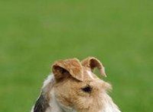 Conoce al entretenido Fox Terrier de alambre