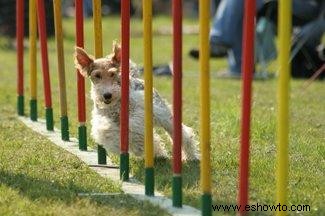 Conoce al entretenido Fox Terrier de alambre