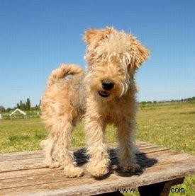 Conoce al saliente Lakeland Terrier