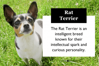 Conoce al Rat Terrier:un adorable compañero para tu familia