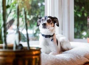 Rat Terrier: Origen, Características y Cuidados del Compañero Ideal para Familias Activas