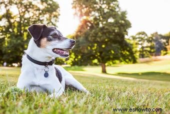 Conoce al Rat Terrier:un adorable compañero para tu familia