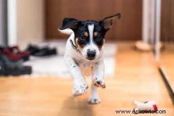 Conoce al Rat Terrier:un adorable compañero para tu familia