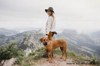 Conoce la raza Rhodesian Ridgeback (¿Qué la hace única?)