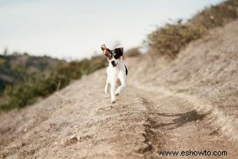 Conoce al Rat Terrier:un adorable compañero para tu familia