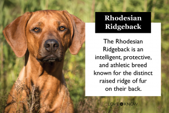 Conoce la raza Rhodesian Ridgeback (¿Qué la hace única?)