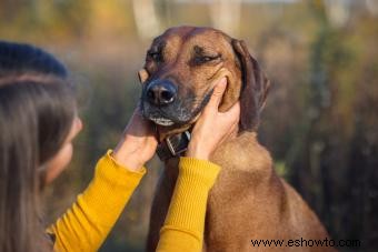 Conoce la raza Rhodesian Ridgeback (¿Qué la hace única?)