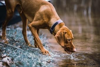 Conoce la raza Rhodesian Ridgeback (¿Qué la hace única?)