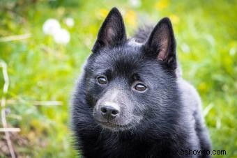 Conoce a los Schipperke:inteligentes, curiosos y dedicados