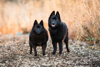 Conoce a los Schipperke:inteligentes, curiosos y dedicados