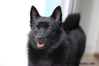 Conoce a los Schipperke:inteligentes, curiosos y dedicados