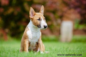Características y adiestramiento del Bull Terrier Miniatura