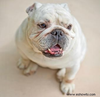 Bulldogs ingleses en miniatura:¿qué los hace únicos?