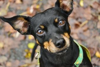 Perfil de la raza pinscher miniatura (un cachorro pequeño con mucho carisma)