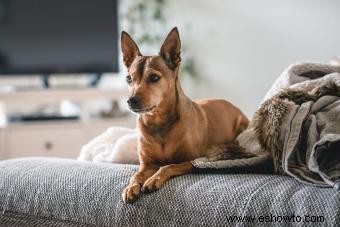 Perfil de la raza pinscher miniatura (un cachorro pequeño con mucho carisma)