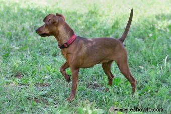 Perfil de la raza pinscher miniatura (un cachorro pequeño con mucho carisma)