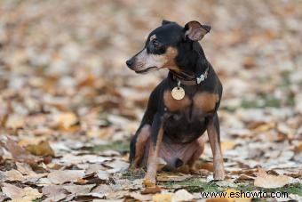 Perfil de la raza pinscher miniatura (un cachorro pequeño con mucho carisma)