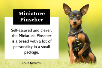 Perfil de la raza pinscher miniatura (un cachorro pequeño con mucho carisma)