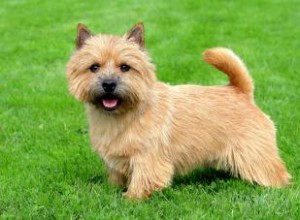 Información de la raza del perro Terrier de Norwich