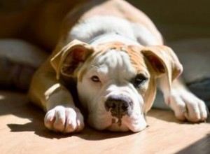 Guía Completa para Propietarios del Bulldog Americano: Origen, Cuidados y Consejos Esenciales