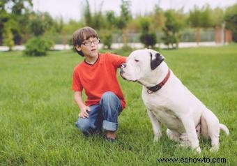 Guía del propietario del Bulldog americano clásico