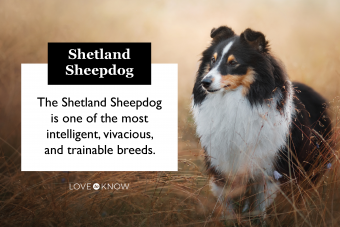 Guía del propietario del pastor Shetland