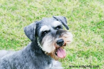 Manual del propietario sobre las características y la salud del Schnauzer Miniatura