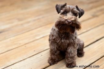 Manual del propietario sobre las características y la salud del Schnauzer Miniatura