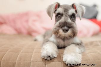 Manual del propietario sobre las características y la salud del Schnauzer Miniatura