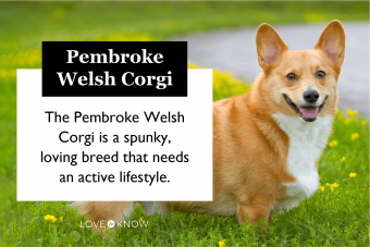 Guía de Pembroke Welsh Corgi para este cachorro todo menos básico