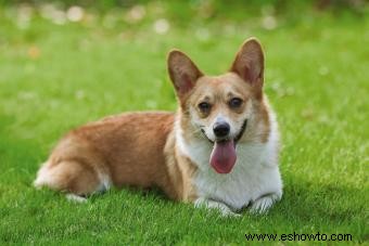 Guía de Pembroke Welsh Corgi para este cachorro todo menos básico