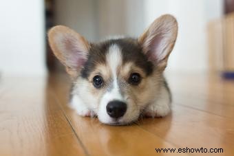 Guía de Pembroke Welsh Corgi para este cachorro todo menos básico