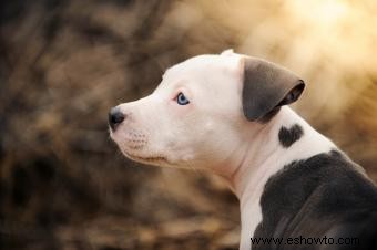 Información sobre la raza de perro pitbull