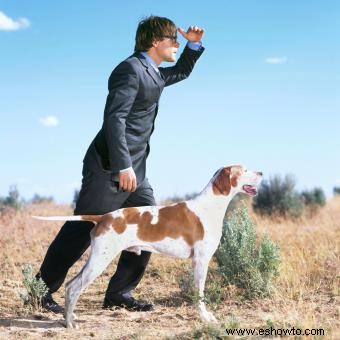 Datos y características imprescindibles de la raza de perro Pointer (con imágenes)