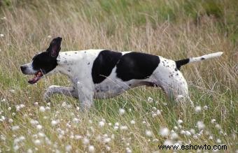 Datos y características imprescindibles de la raza de perro Pointer (con imágenes)