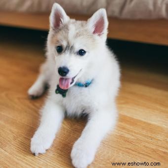 Perfil y temperamento de la raza Pomsky