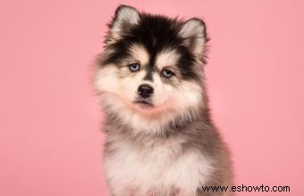 Perfil y temperamento de la raza Pomsky