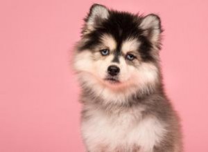 Perfil y temperamento de la raza Pomsky