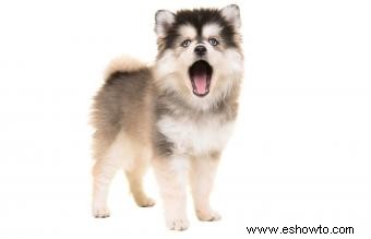 Perfil y temperamento de la raza Pomsky