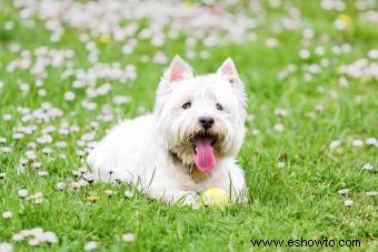 Perfil del West Highland Terrier:un fiel compañero