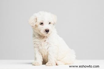 Perfil del West Highland Terrier:un fiel compañero