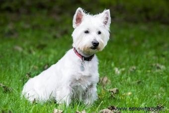 Perfil del West Highland Terrier:un fiel compañero