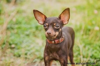 Terrier de juguete ruso:una raza de perros pequeños con mucho encanto