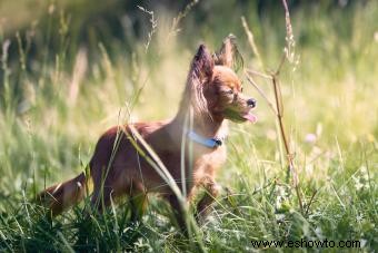 Terrier de juguete ruso:una raza de perros pequeños con mucho encanto