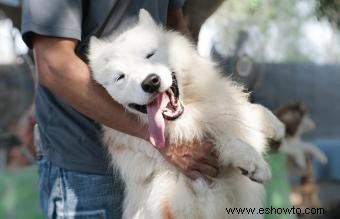 Perros samoyedos como mascotas