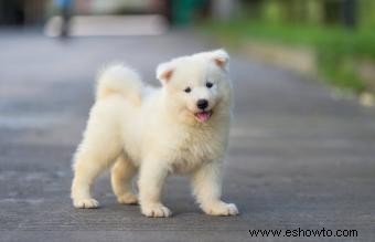 Perros samoyedos como mascotas