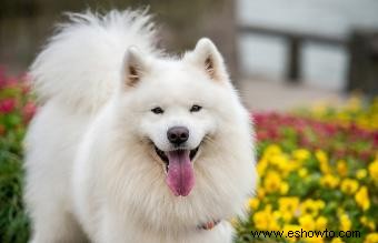 Perros samoyedos como mascotas