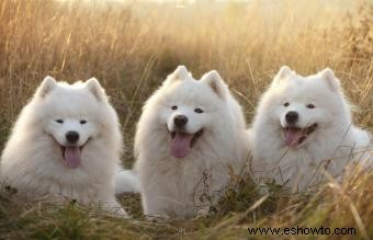 Perros samoyedos como mascotas